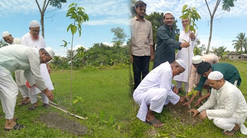 হাওরপল্লীতে দেবদারু ও বকুল